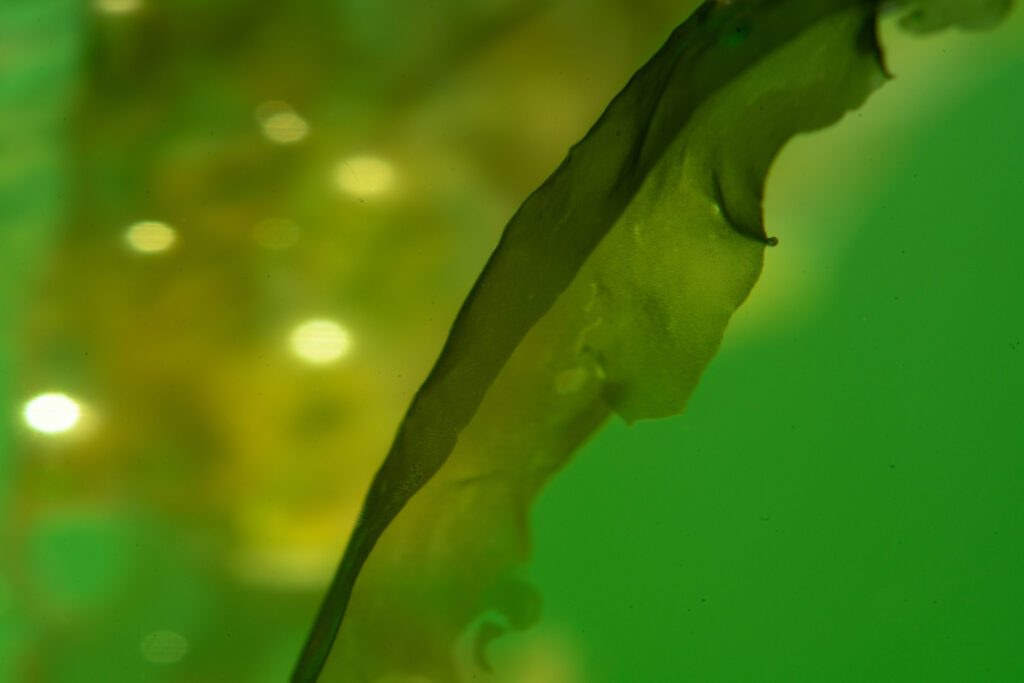 Close-up of green algae in water, representing natural sources used in the development of algae-based bioplastics and innovative biodegradable materials